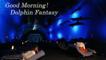 dolphin fantasy 01 dolphin fantasy 01