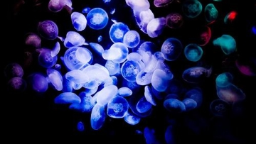 kamo aquarium-jellyfish-restaurant-japan1