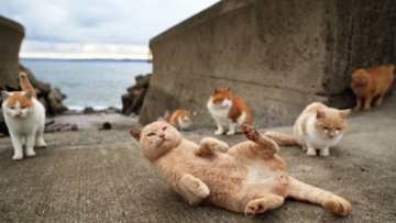 cat island 01 cat island 01