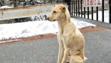 modern day hachiko 01