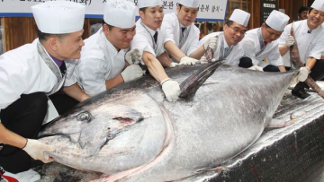 tuna 1.7 million dollar