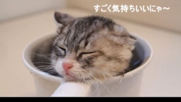 hana-chan - bathing kitten