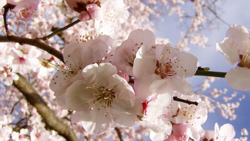 sakura cherry blossom
