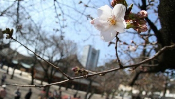 cherry blossom season in tokyo