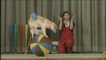 wowow-dog-circus-japan