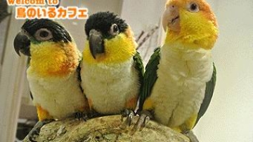 ToriNoIruBirdCafe0