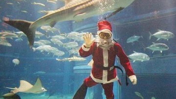 aquarium-santa6