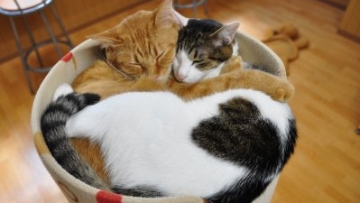 cat cafe nekokaigi kyoto (4)