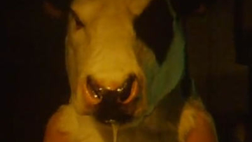 Gozu urban legend japan