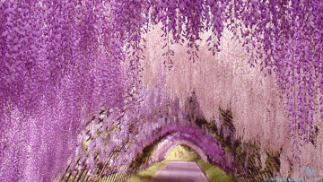 wallpaper-Ashikaga-flower-park-awesome