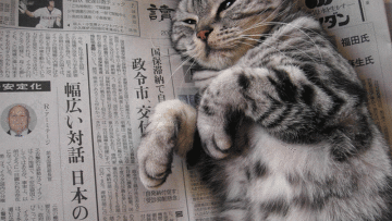 Nyan Nyan Nyan Day, Hari Kucing Nasional di Jepang (1)