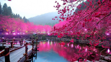 Lighted-Cherry-Blossom-Lake
