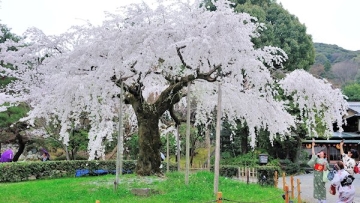 Maruyama Park, Kyoto