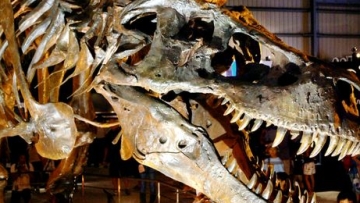 japandinosauracidrain