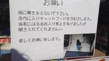 shoplifting-cat-full