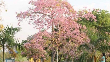 bunga-sakura-batam
