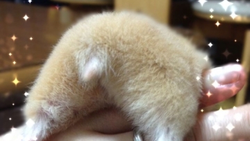 hamster butt (4)