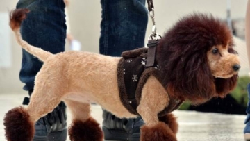 unik-100-anjing-di-jepang-berubah-menjadi-singa