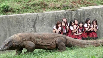 JKT48+di+kandang+komodo
