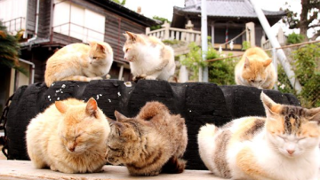 cat island japan 01