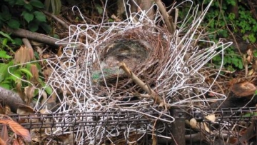 coat-hanger-nest-crow (1)