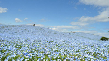 hitachi-seaside-park-radiation-leak-fukushima-01