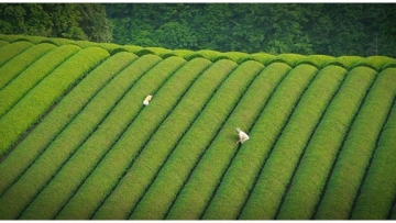 kebun-teh-di-kyoto-jepang (1)