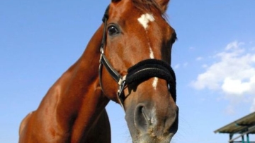 masai-sticking-tongue-horse-01