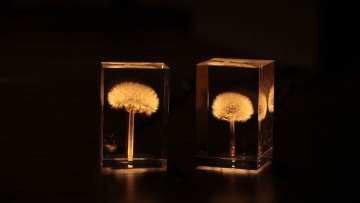 oled-tampopo-lights-dandelions-takao-inoue-6