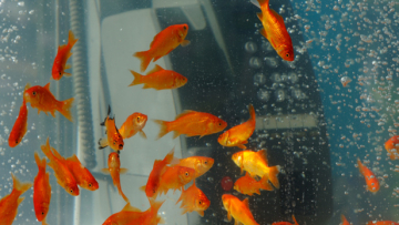 tumblr_maazclgQm71qaa2vho4_1280