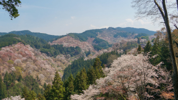 yoshinoyama-sakura-01