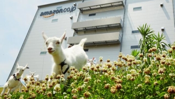 goat-workers-japan-01