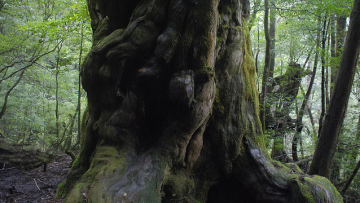 japan-world-heritage-01