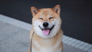 maru-japan-dog (1)