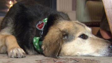 panti jompo anjing di jepang