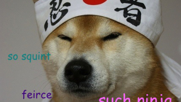 shibe1