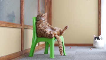 sitting cat