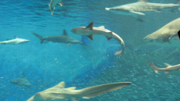 swim-with-ocean-creatures-01 swim-with-ocean-creatures-01