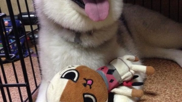 2014-07-19-dog-story-ii