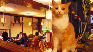 Akanasu cat cafe japan (1)