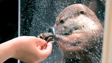 berang-berang jepang