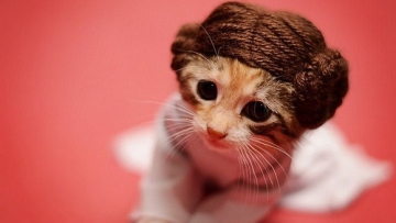 cosplay cats (1)