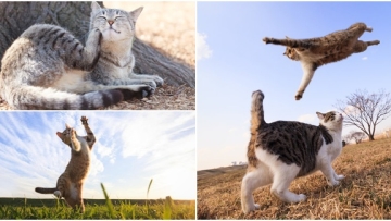 foto-lucu-kucing-menikmati-hangatnya-mentari (1)