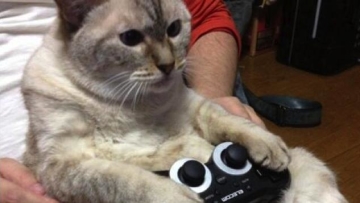 gaming cat