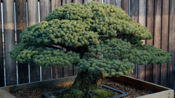 japanese-white-pine-bonsai-masaru-yamaki-us-bicentennial-3