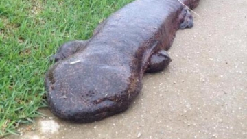 salamander1