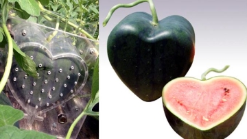 semangka-hati-jepang