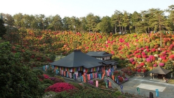 shiofune-kannon-ji-azalea (3)