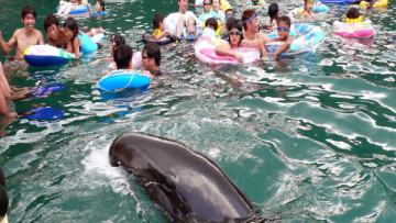 whale japan (1) whale japan (1)