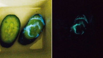 heboh-penemuan-timun-ajaib-yang-bisa-menyala-dalam-gelap